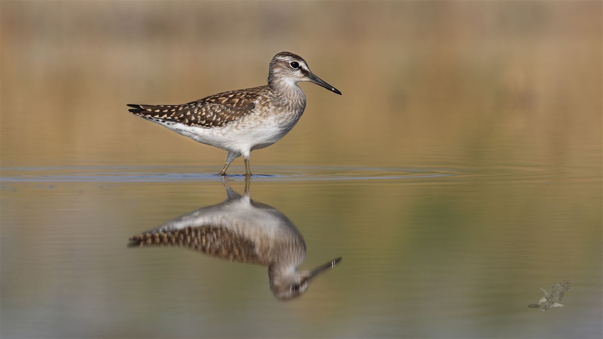 Wood Sandpiper