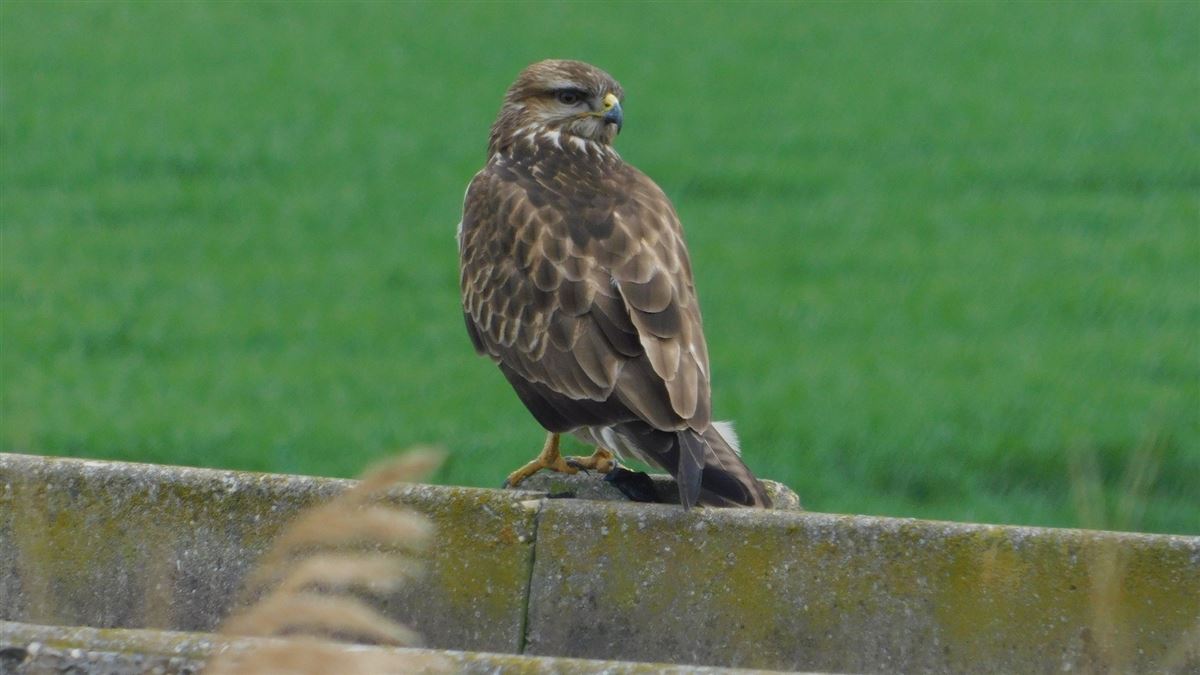 Common Buzzard