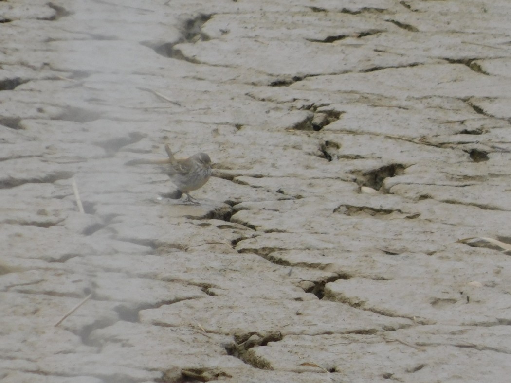 Water Pipit