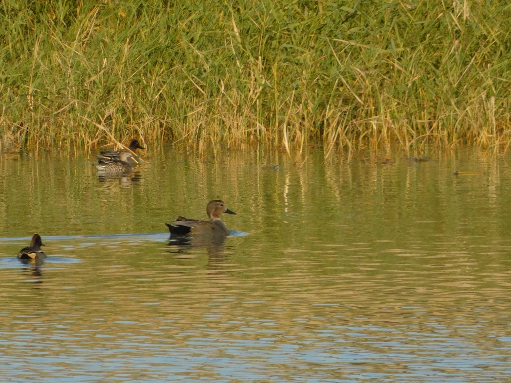 Gadwall