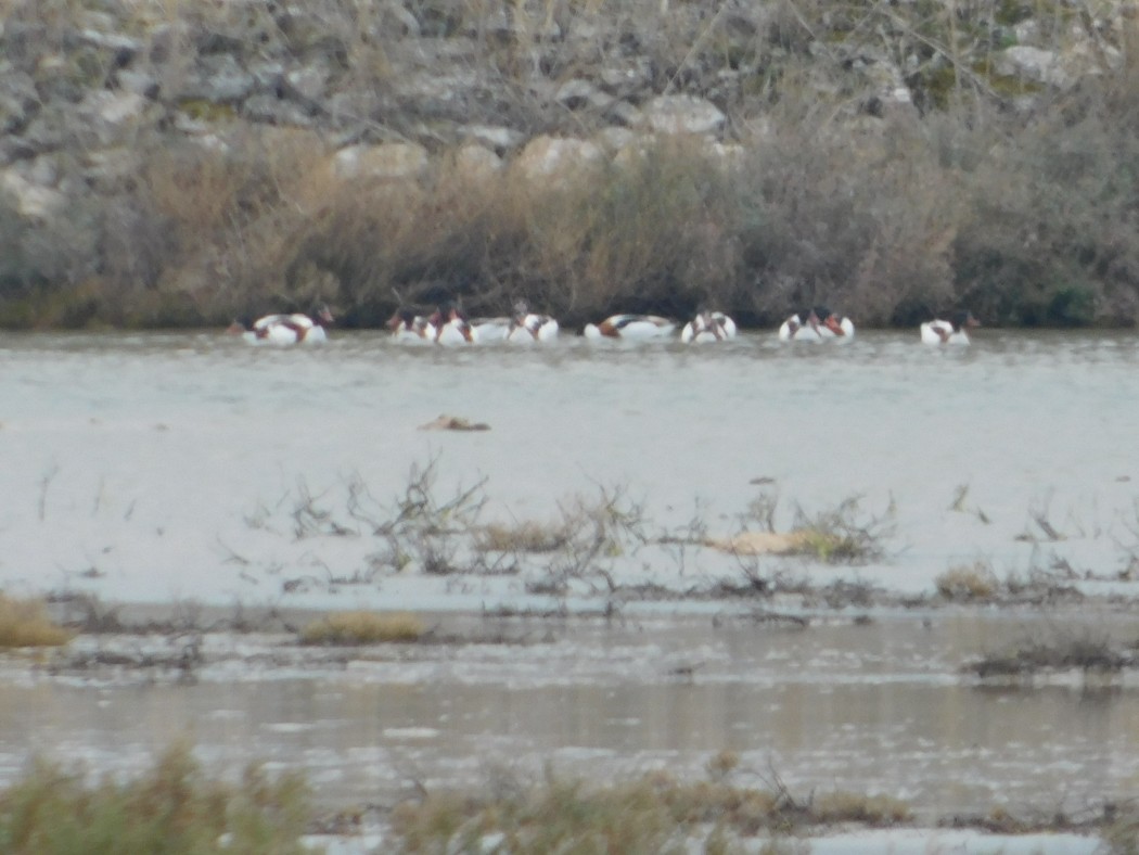 Common Shelduck