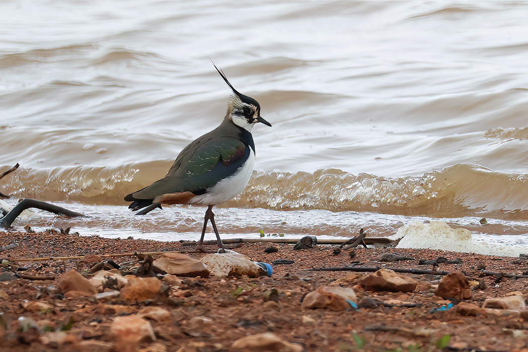 Northern Lapwing
