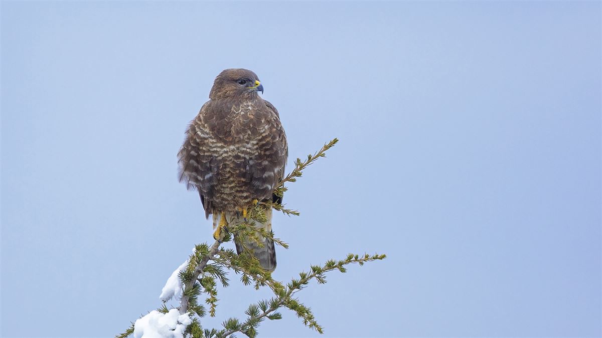 Common Buzzard