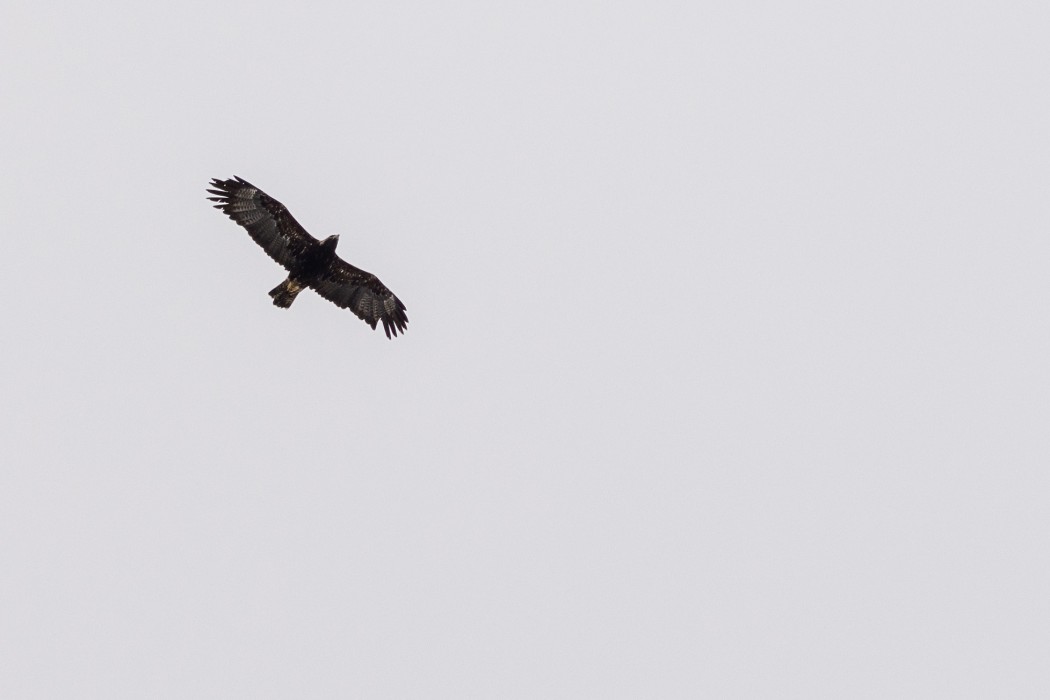 Eastern Imperial Eagle