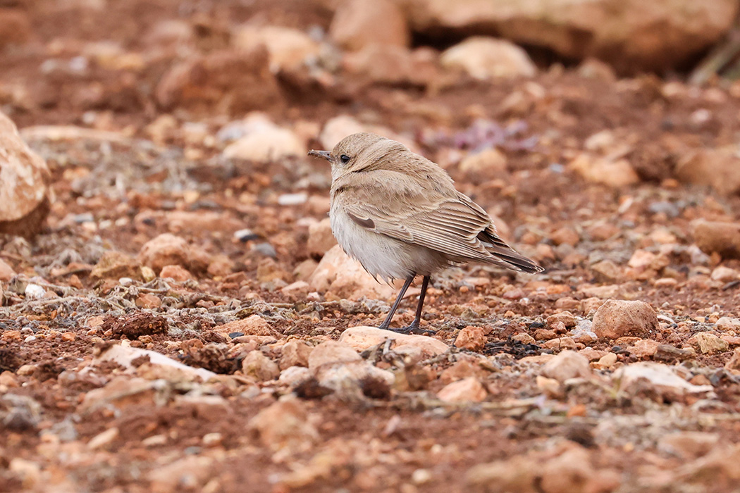 Isabelline Wheatear
