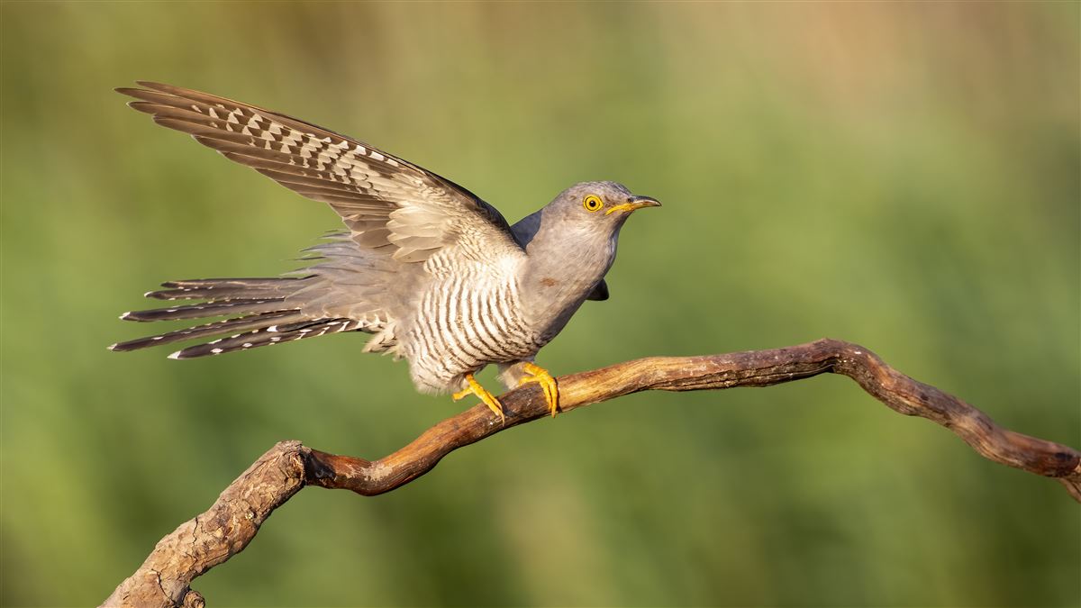 Common Cuckoo