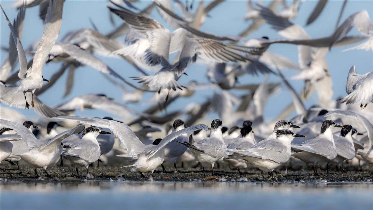 Sandwich Tern