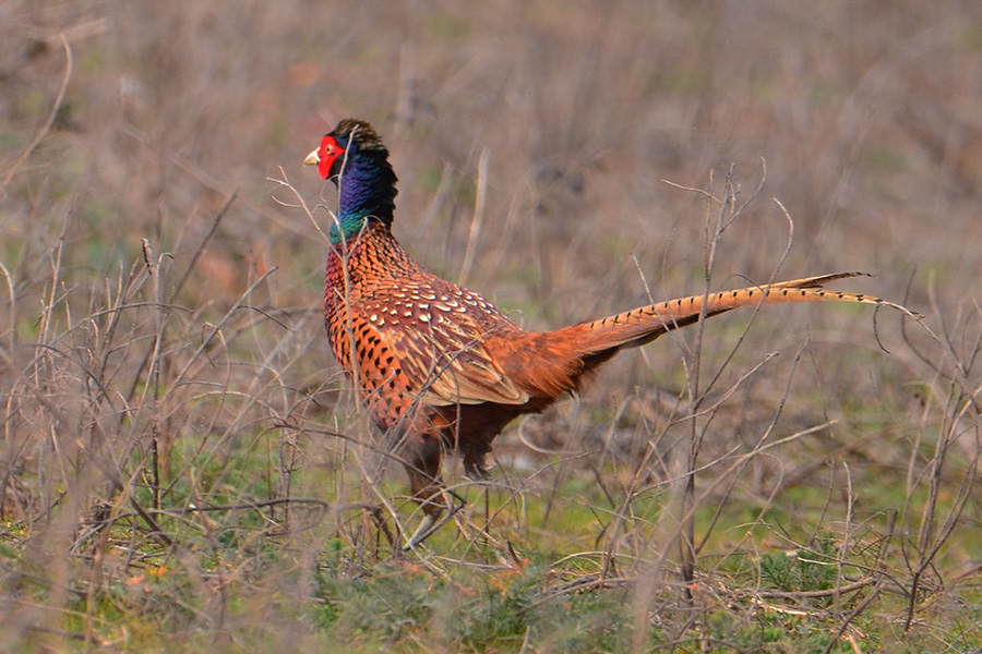 Common Pheasant