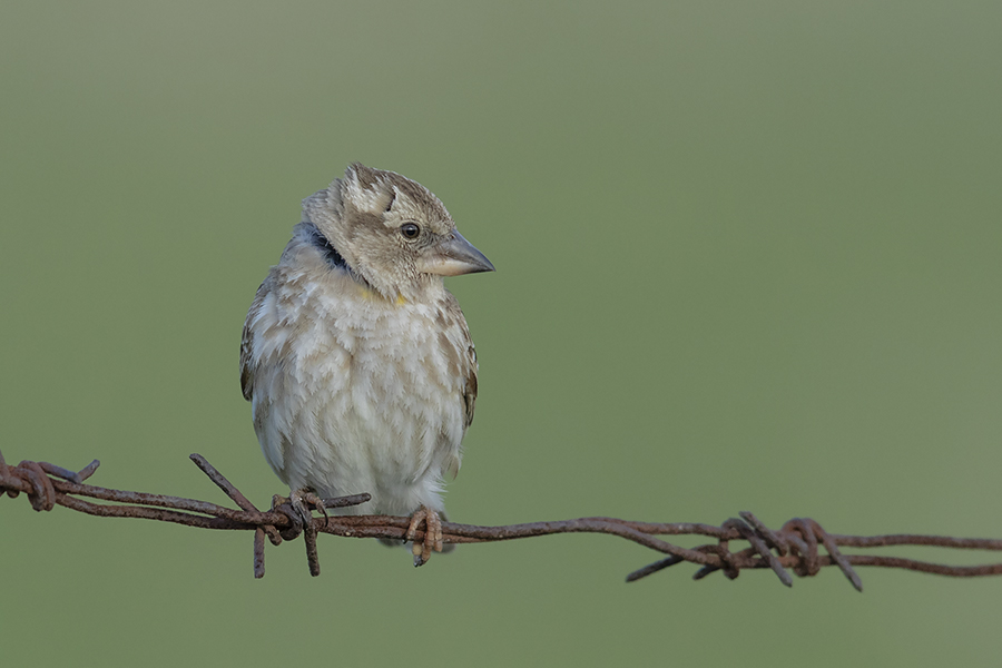 Rock Sparrow