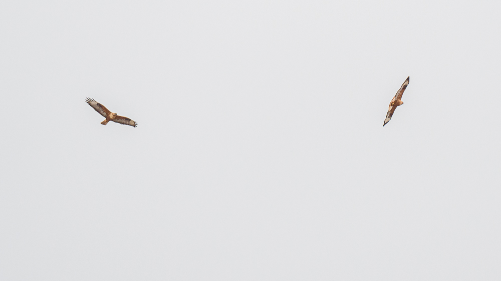 Long-legged Buzzard