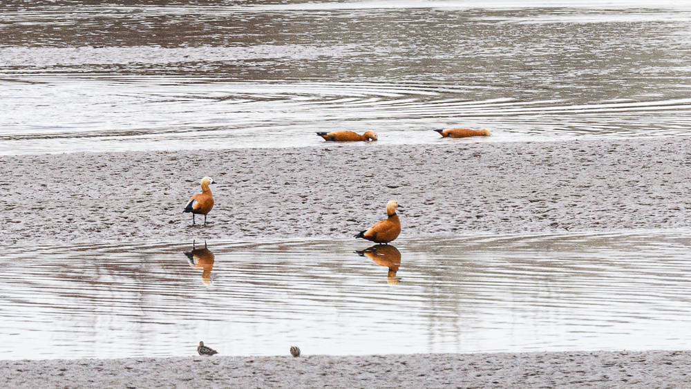 Ruddy Shelduck