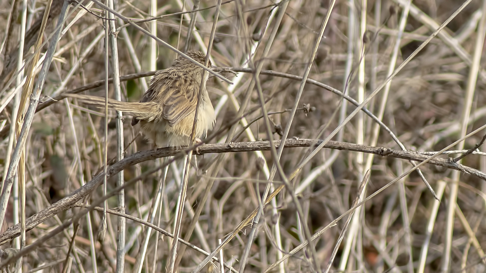 Delicate Prinia