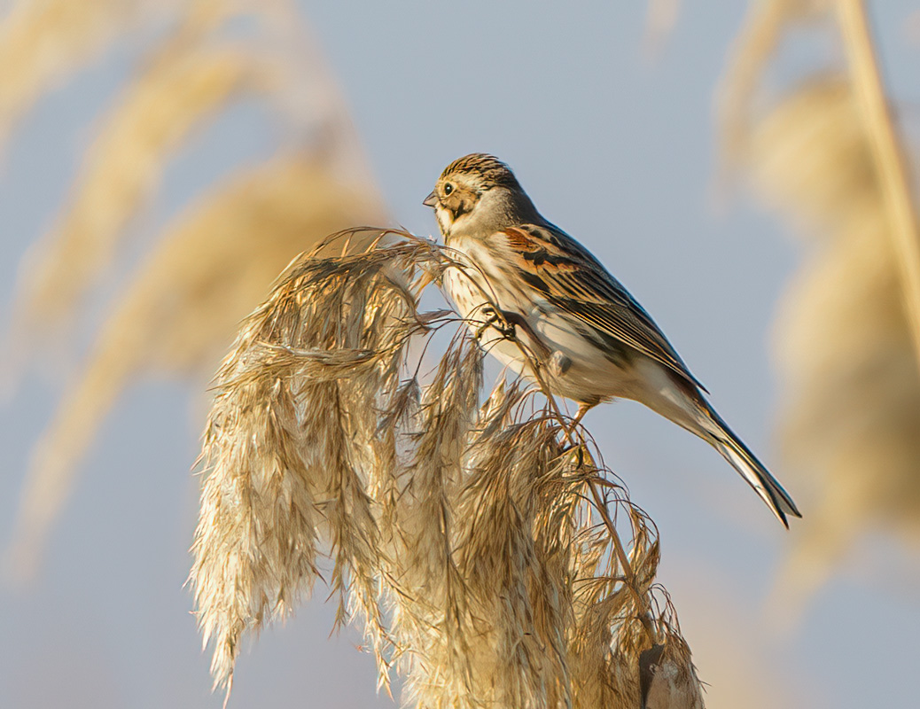Common Reed Bunting