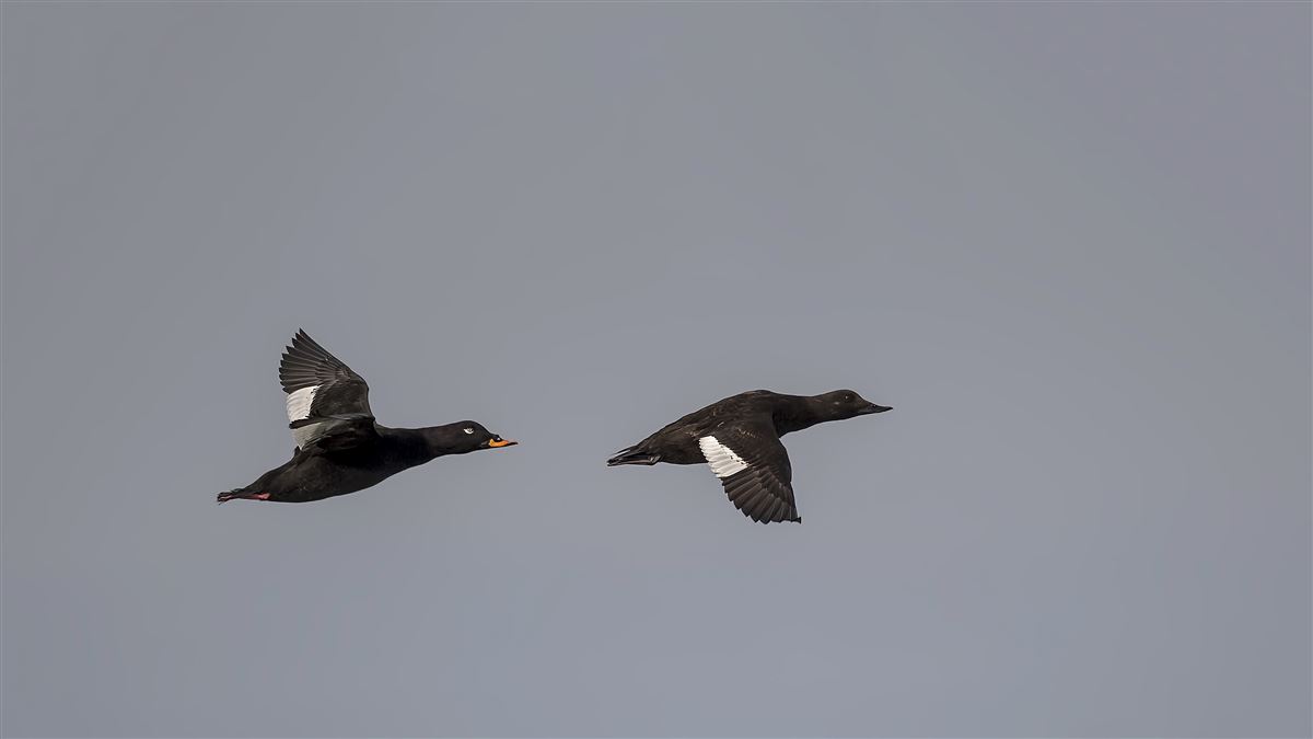 Velvet Scoter