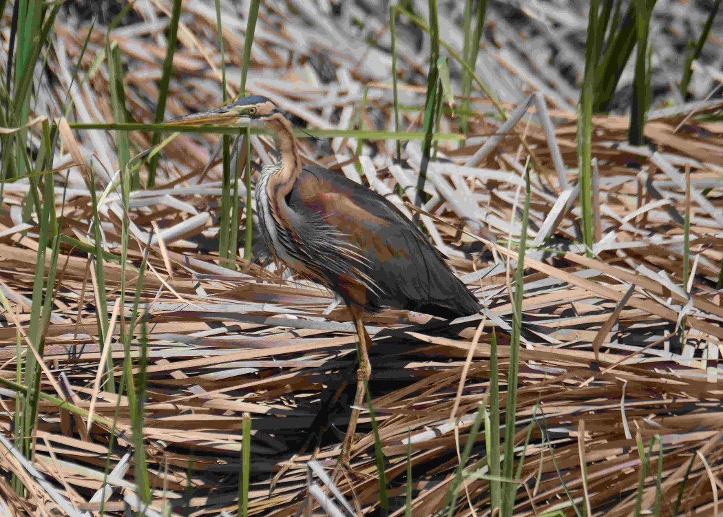 Purple Heron