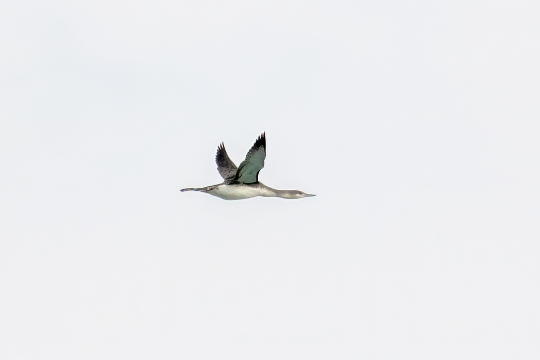 Red-throated Loon