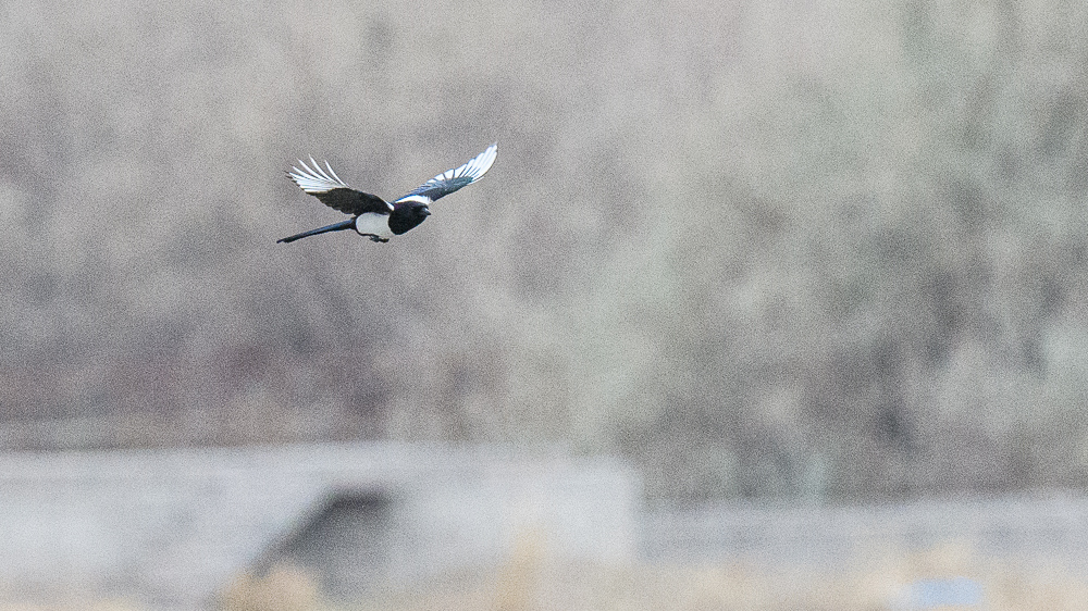 Eurasian Magpie