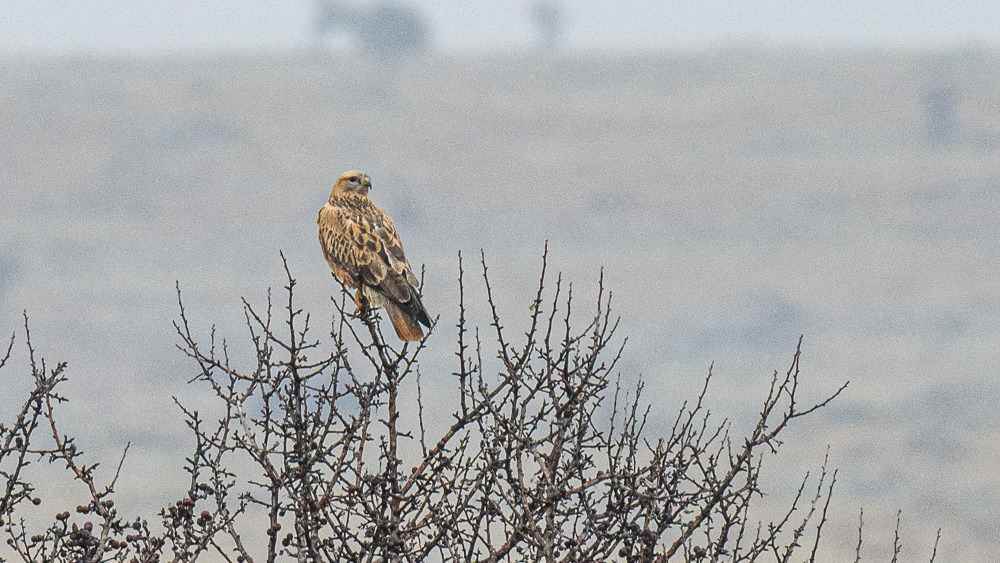 Long-legged Buzzard