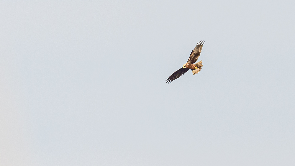 Western Marsh Harrier