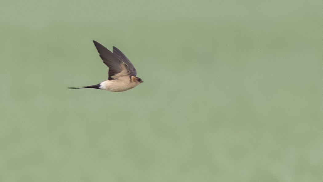 European Red-rumped Swallow