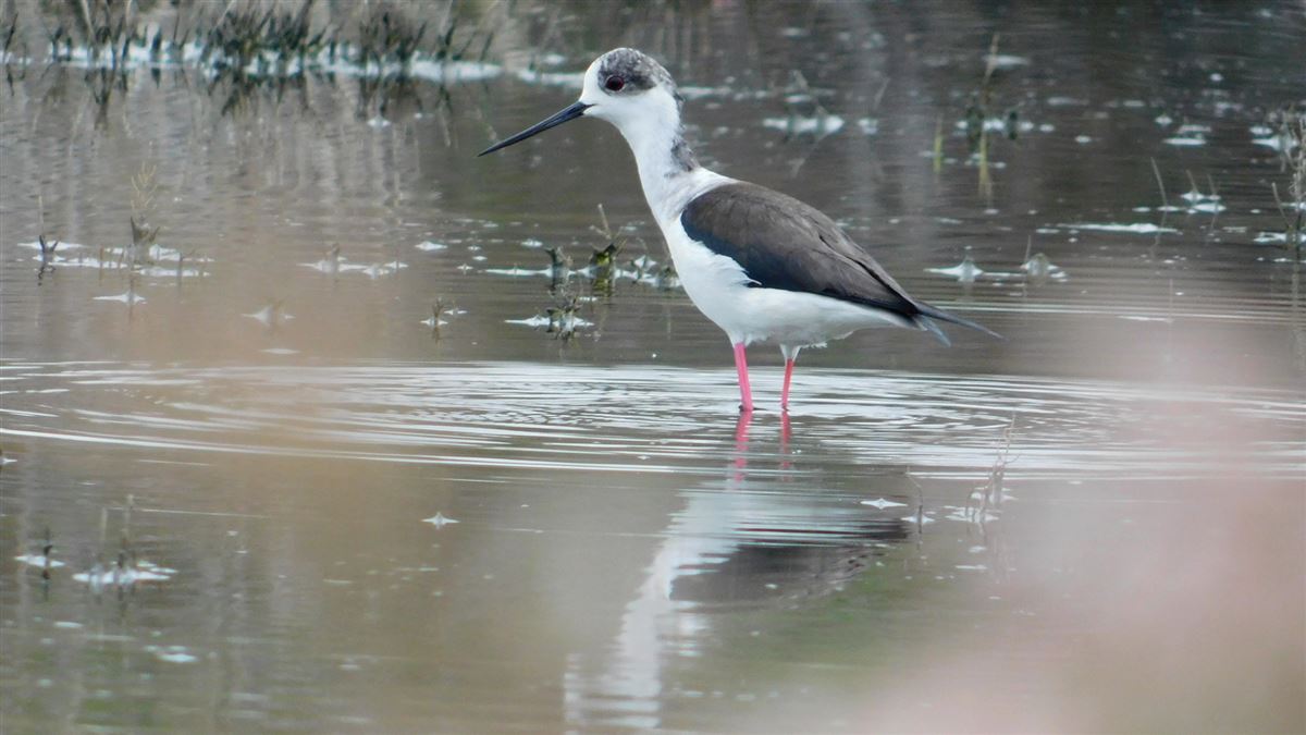 Black-winged Stilt