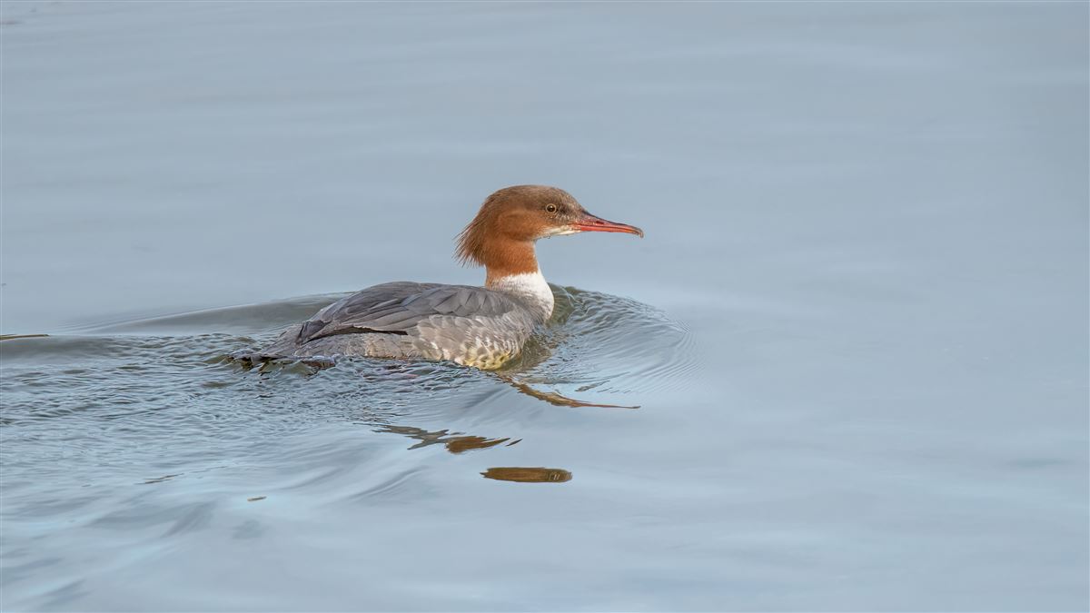 Common Merganser