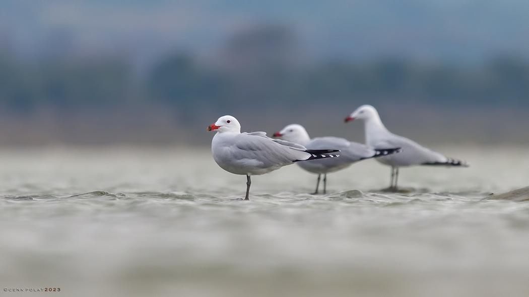 Audouin`s Gull