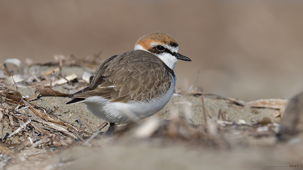 Kentish Plover