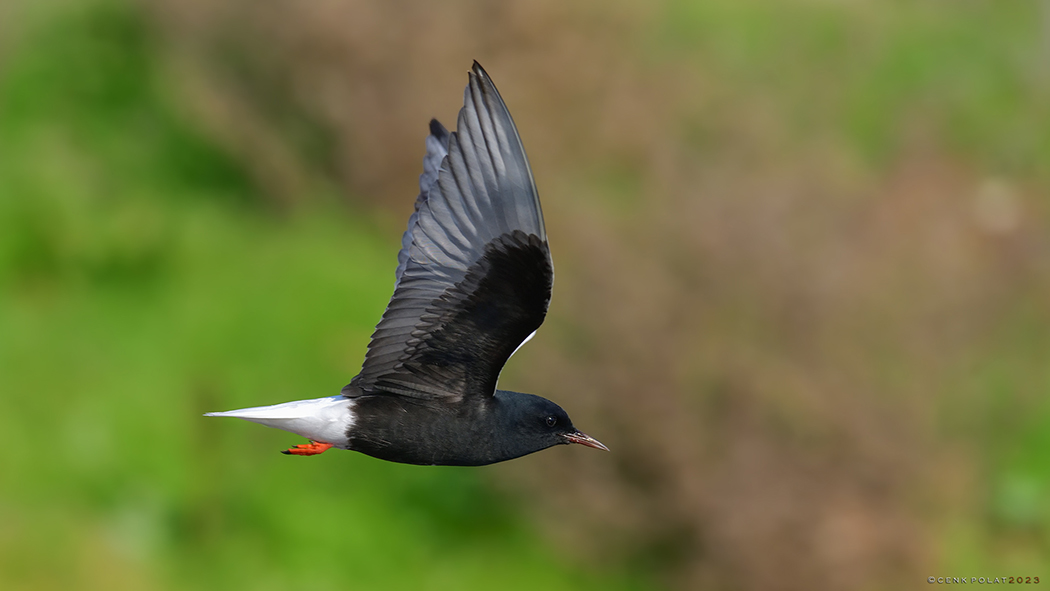 White-winged Tern