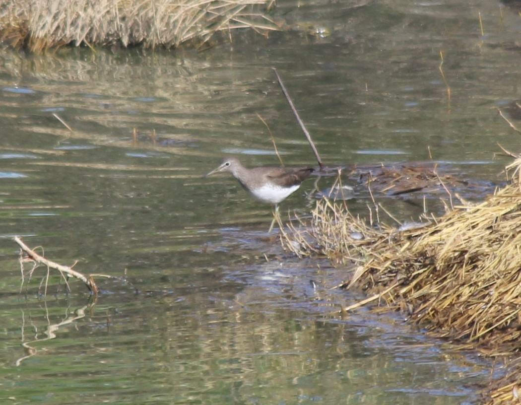 Green Sandpiper