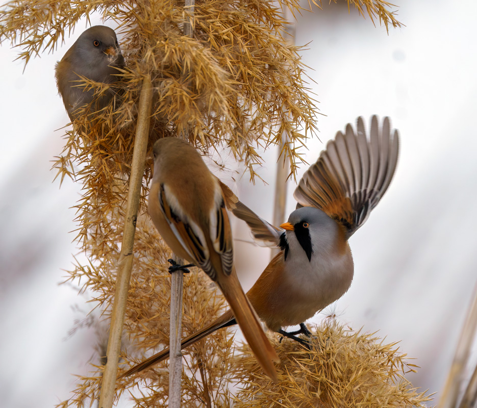Bearded Reedling