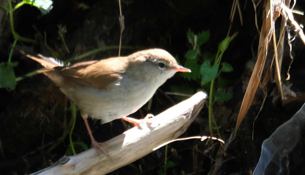 Cetti`s Warbler