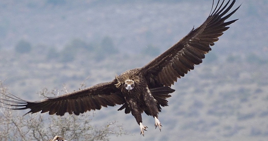 Cinereous Vulture