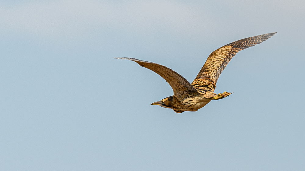 Eurasian Bittern