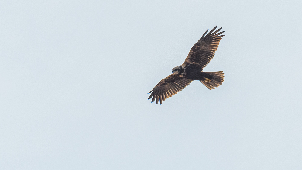Western Marsh Harrier