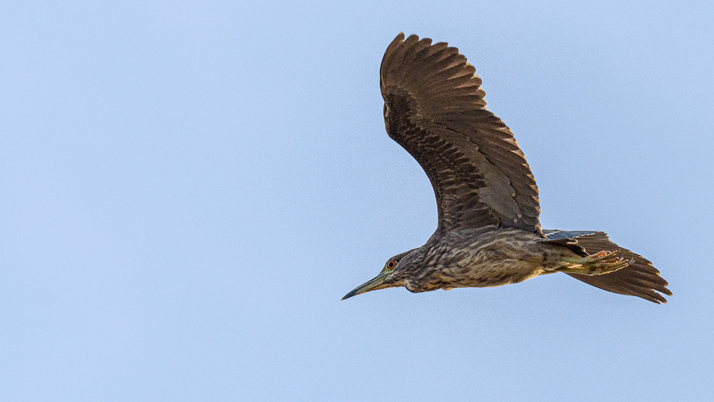 Black-crowned Night Heron