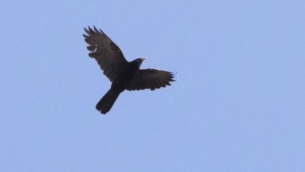 Alpine Chough
