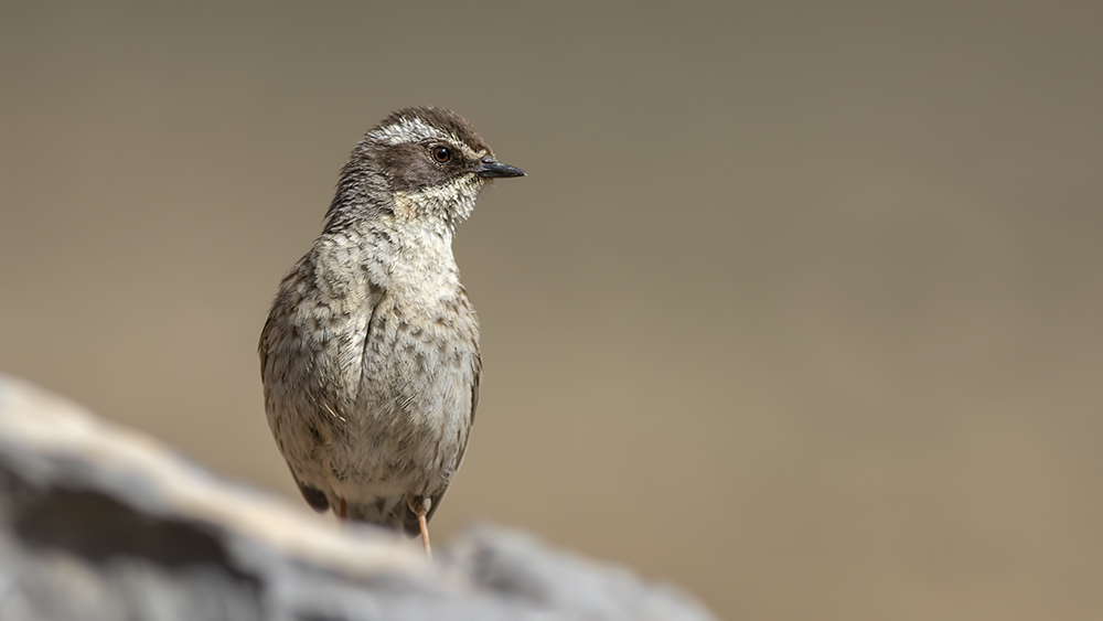 Radde`s Accentor