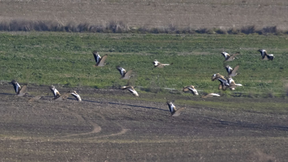 Great Bustard