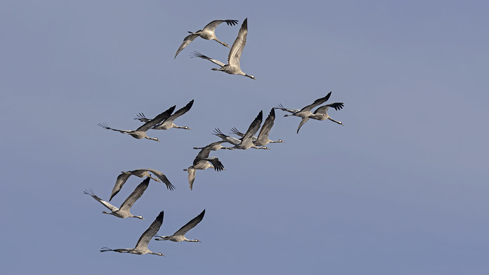 Common Crane
