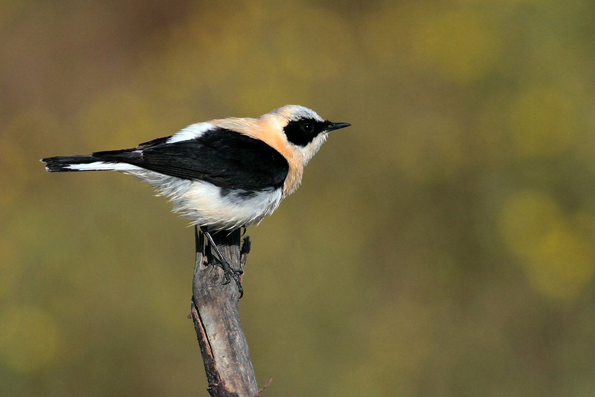 Black-eared Wheatear