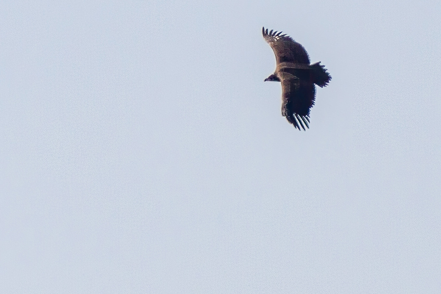 Cinereous Vulture