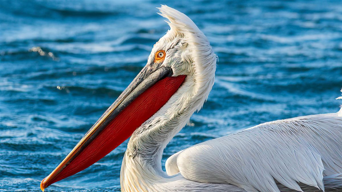 Dalmatian Pelican