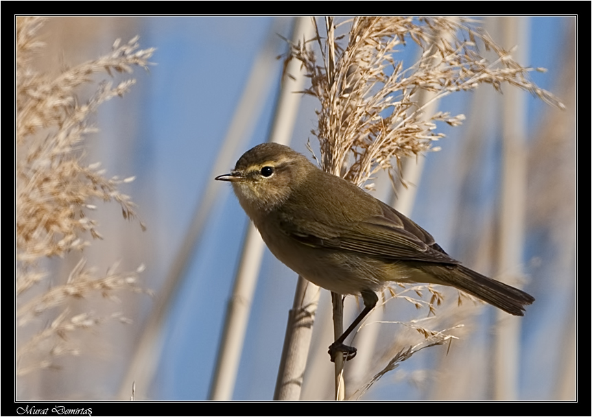 Common Chiffchaff