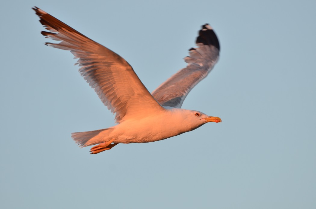 Yellow-legged Gull