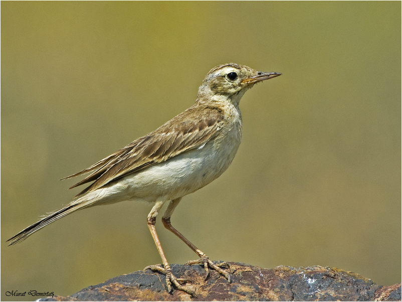 Tawny Pipit