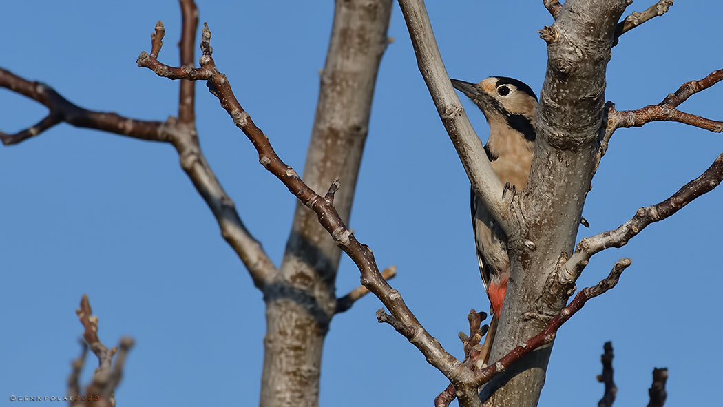 Syrian Woodpecker