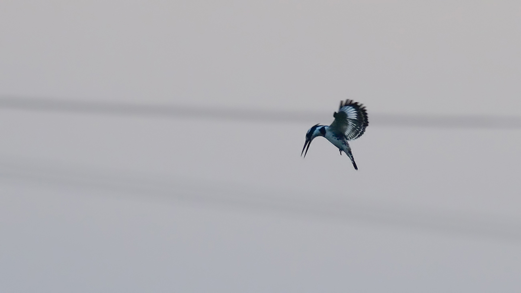 Pied Kingfisher