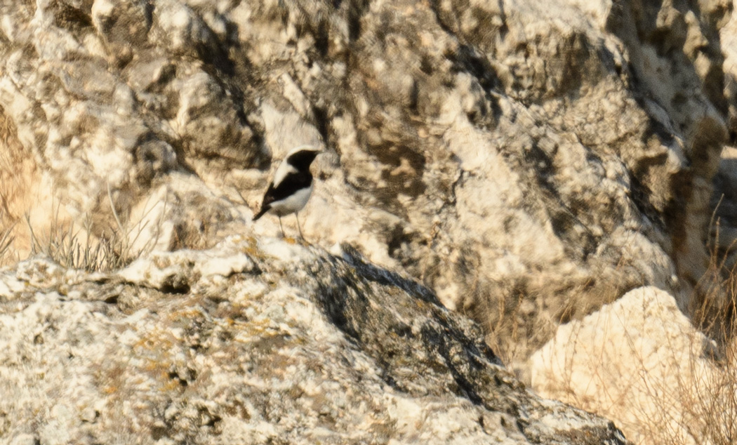 Finsch`s Wheatear