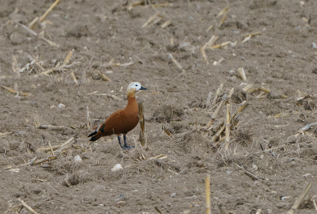 Ruddy Shelduck